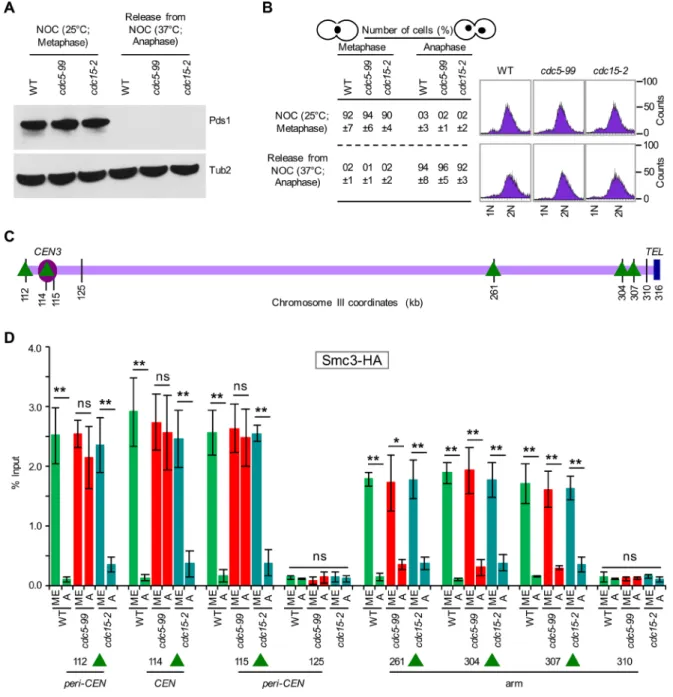 FIGURE 9:  Cdc5 is required for the removal of Smc3 from centromeric chromatin. WT (YMB9693), cdc5-99 (YMB9709),  and cdc15-2 (YMB9703) expressing 6HA and Pds1-18Myc from their endogenous promoters were used