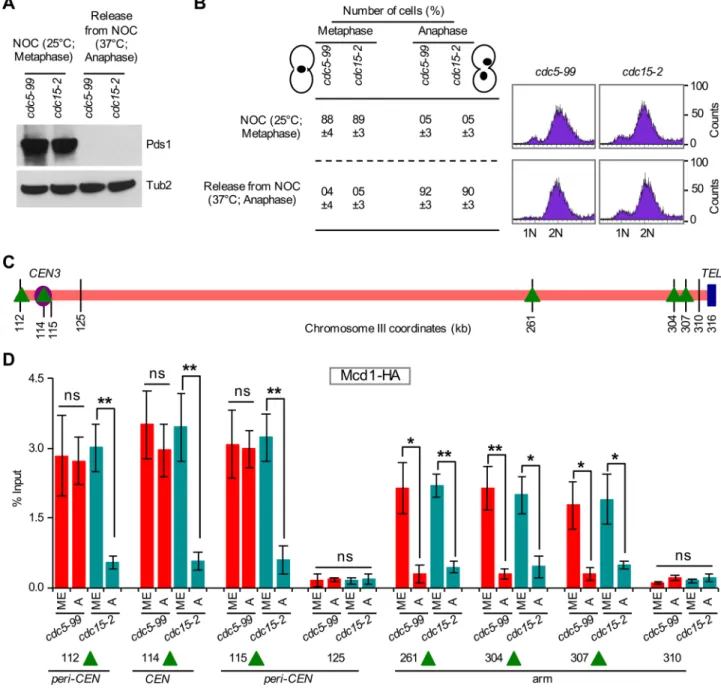 FIGURE 10:  Cdc5 is required for the removal of Mcd1 from centromeric chromatin. cdc5-99 (YMB9711), and cdc15-2  (YMB9712) strains expressing Mcd1-3HA, and Pds1-18Myc from their endogenous promoters were used