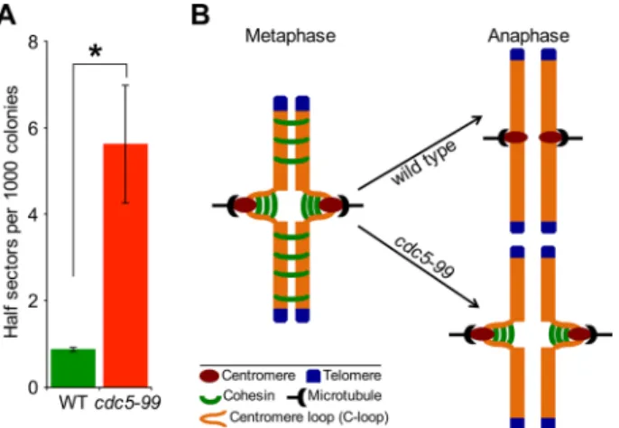 FIGURE 11:  Cdc5 is required for faithful chromosome segregation. 