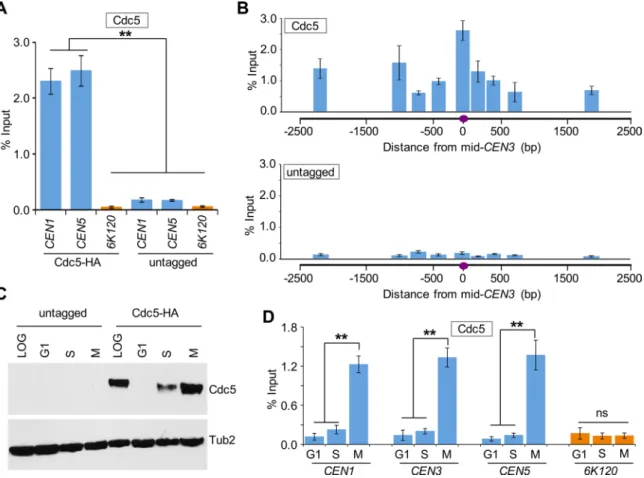 FIGURE 1:  Cdc5 associates with centromeric chromatin in a cell cycle–dependent manner