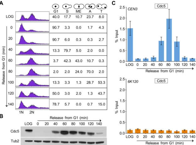 FIGURE 2:  CEN association of Cdc5 is cell cycle regulated, with maximum enrichment in cells undergoing mitosis