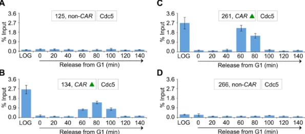 FIGURE 5:  Induced expression of Cdc5 in G1 does not result in its recruitment to CEN and CARs