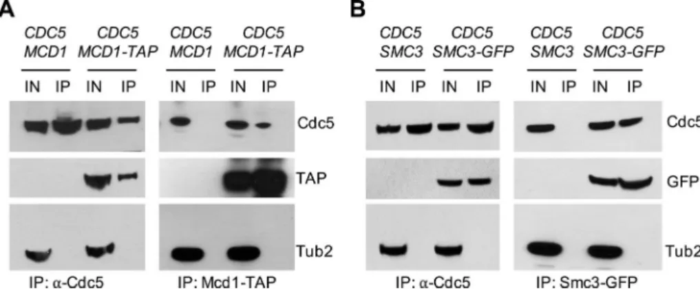 Figure 10D). Consistent with the results for Smc3-HA, significantly  reduced levels of Mcd1-HA were observed at CARs in chromosomal  arms (261, 304, 307), whereas Mcd1-HA levels remained high at  centromeric chromatin (CEN [114] and peri-CEN CARs [112, 115