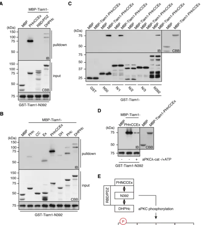 FIGURE 2:  Intramolecular interactions of Tiam1 are reversibly regulated by aPKC phosphorylation