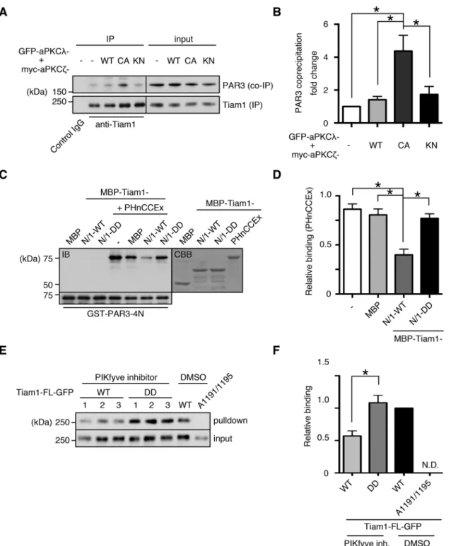 FIGURE 3:  Tiam1 is functionally regulated by intramolecular interactions and aPKC phosphorylation