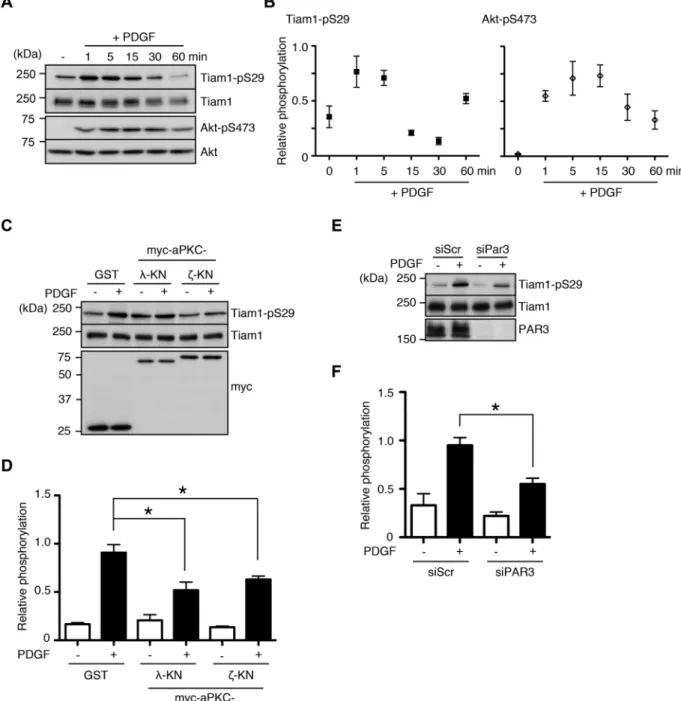 FIGURE 4:  aPKC and PAR3 mediate Tiam1-S29 phosphorylation during PDGF signaling. (A, B) PDGF stimulation  enhances Tiam1-S29 phosphorylation