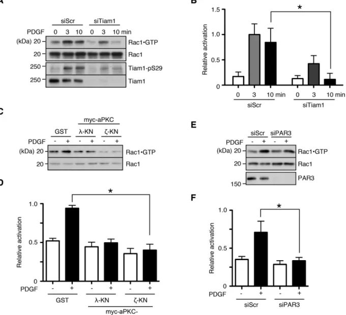 FIGURE 5:  Tiam1, aPKC, and PAR3 are required for the acute PDGF-induced activation of Rac1
