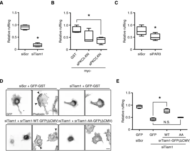 FIGURE 6:  Tiam1 phosphorylation by aPKC is required for PDGF-induced dorsal ruffle formation