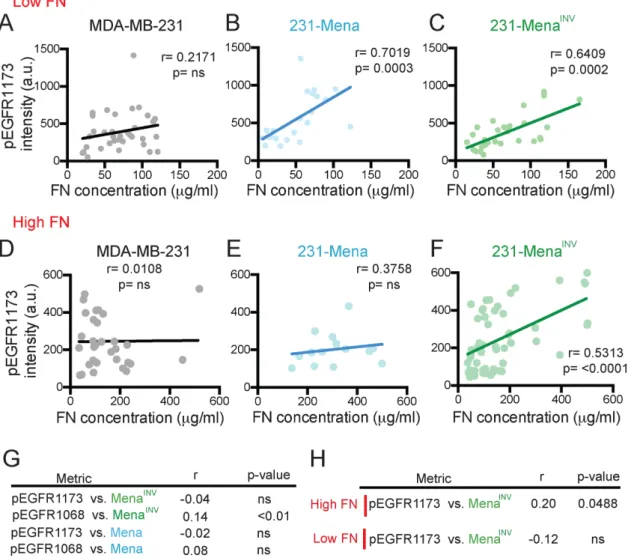 FIGURE 3: Mena INV  drives EGFR signaling on FN. (A–C) Correlation between pEGFR1173 in whole cell relative to cell  area and FN concentration under the cell in cells plated on a low 125 μg/ml FN gradient for MDA-MB-231 (A),  231-Mena (B), and 231-231-Mena