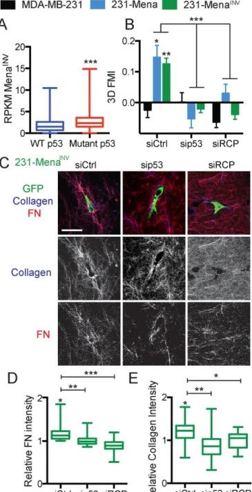 FIGURE 5:  Knockdown of RCP and p53 inhibits Mena INV -driven  haptotaxis and ECM reorganization