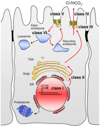 FIGURE 1:  Traditional classification of CF mutations based on their  cellular phenotype