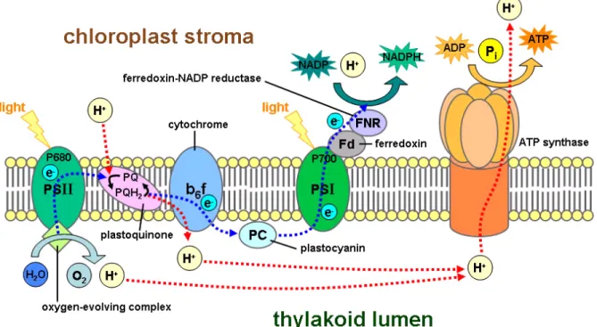 Figure 1.5. Schematic illustration showing the integrated components of oxygenic  photosynthesis embedded in the thylakoid membrane