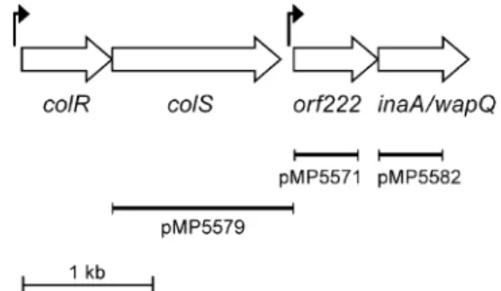 Fig. 1. Map of colR/colS and methyltransferase/wapQ operon from Pseudomonas fluorescens WCS365.