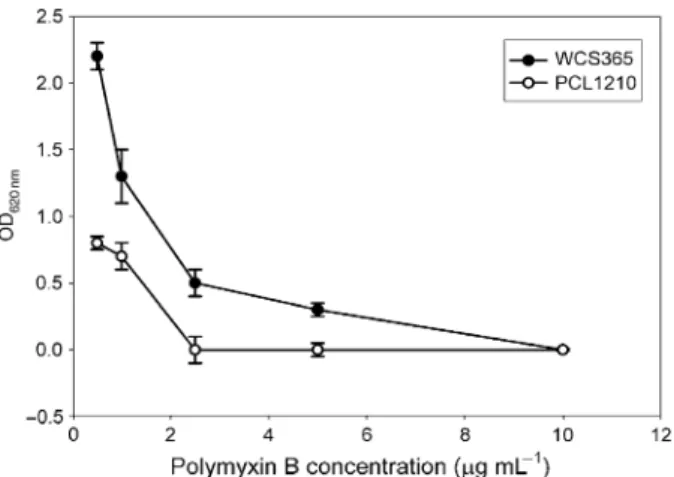 Fig. 2. Promoter activity of methyltransferase in wild type strain WCS365 (dark bars) and colR/colS mutant PCL1251 (grey bars)