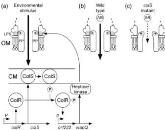 Fig. 7. Proposed working model for maintaining the structure and function of the outer membrane.