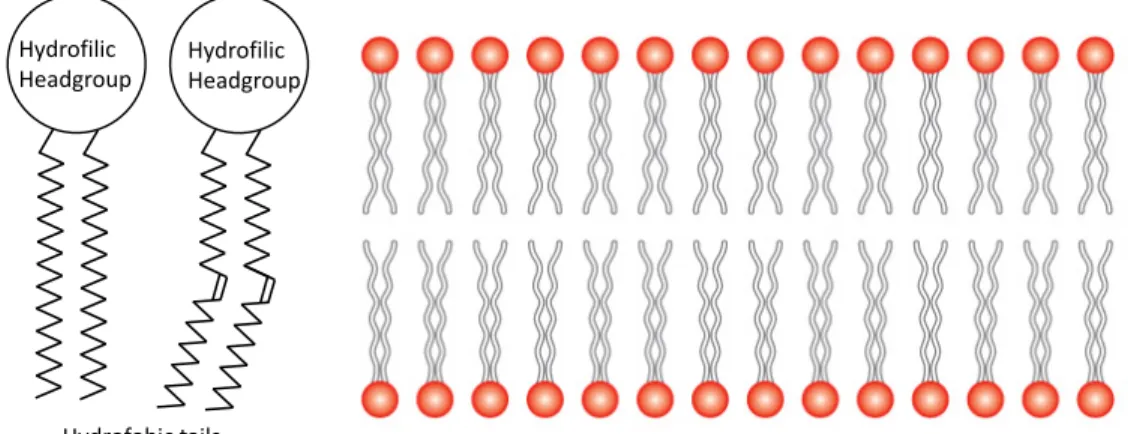 Figure 13: Left: Schematic picture of a saturated (left) and an unsaturated (right) phospholipid