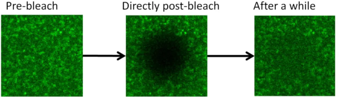 Figure 15: FRAP: bleaching and recovery of a spot.