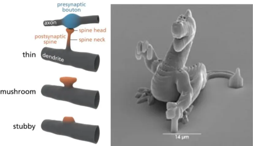 Figure 2: Left: The mushroom-like shape of the top of a dendritic spine (part of the nerve system) is an example of a special geometry in nature