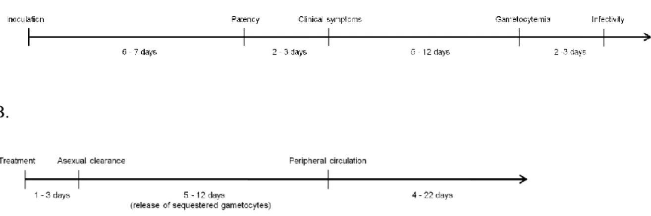FIGURE 2.2. The timing and duration of P. falciparum gametocytemia in relation to the  host life-cycle: A