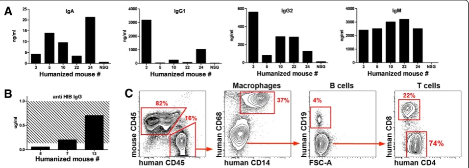 Figure 2 Characterization of the humanized mouse.third immunization with Act-HIB. ( (A) Spontaneous production of immunoglobulins by 16-week old “humanized” mice.Serum from a non-reconstituted NSG mouse was used as a negative control