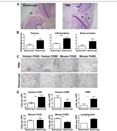 Figure 3 Histopathological changes in joints of humanized mice 7 days after the initiation of the CFA-induced arthritis.showing CFA-induced infiltration of the soft tissues of humanized mice treated with Etanercept (left) and PBS (right), magnification 20x