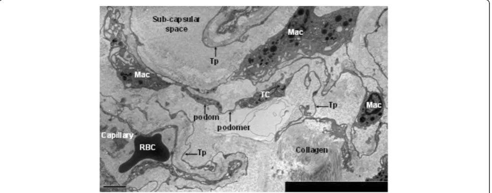 Figure 1 TEM of rat kidney. A Telocyte with its long telopode is visible under sub-capsular space of kidney, and it is near the capillary