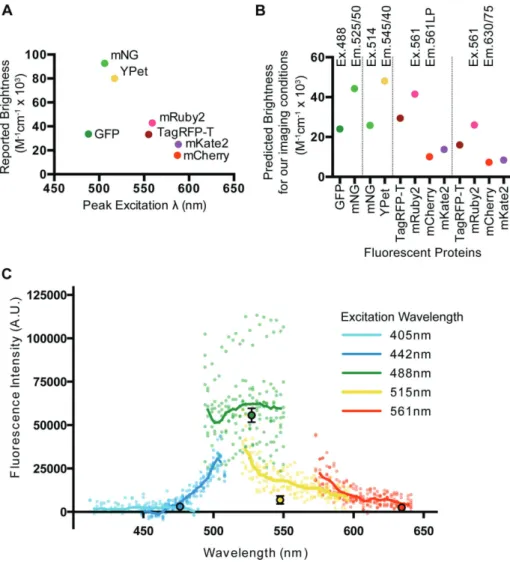 FIGURE 1:  Predicted brightness of fluorescent proteins and embryo autofluorescence. 