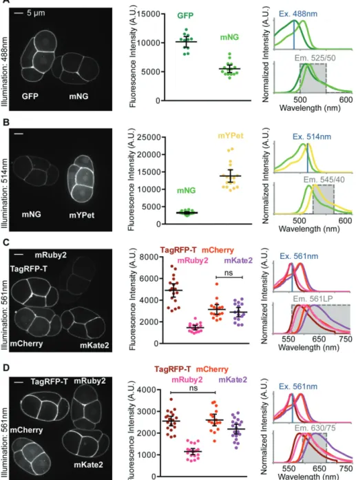 FIGURE 2:  In vivo fluorescent protein brightness. (A–D) Left, embryos mounted side by side  and imaged under the same conditions used for quantification