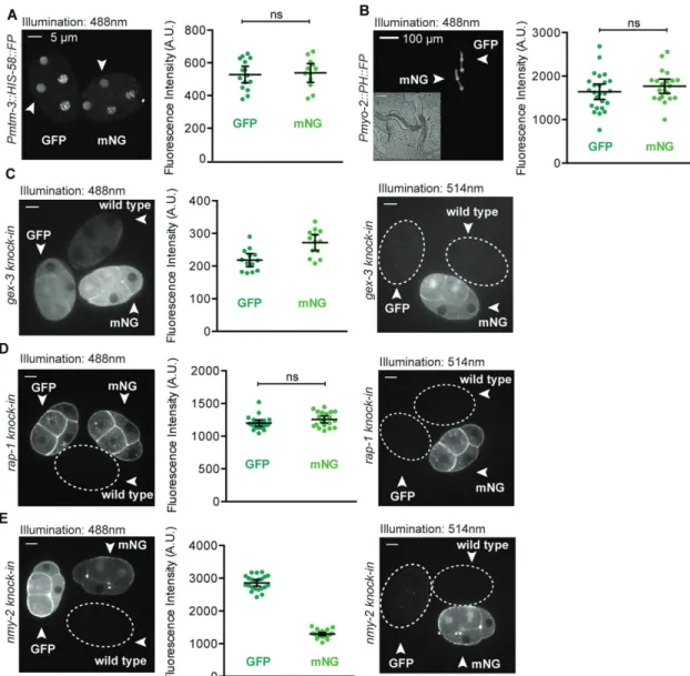 FIGURE 3:  Comparisons of GFP and mNeonGreen in single-copy transgenic strains and as knock-ins in endogenous  genes