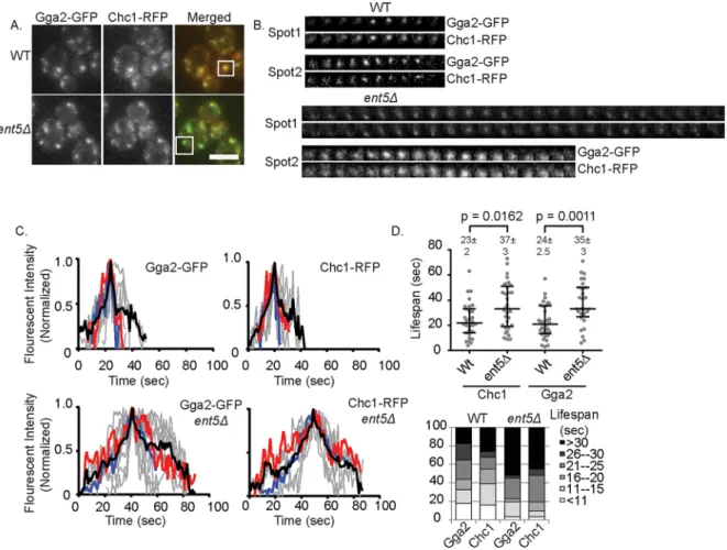 FIGURE 2:  Loss of ENT5 prolongs coat lifespan. (A) Representative images of structures analyzed by live-cell  microscopy