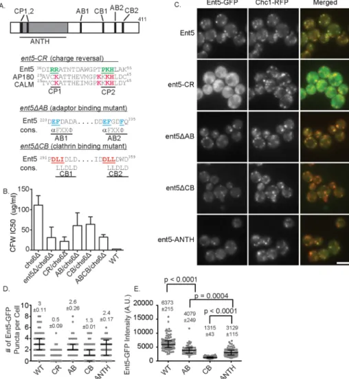 FIGURE 3:  Schematic of Ent5 and mutations generated. (A) Top, ANTH domain is indicated in  gray, charged patches predicted to be important for ANTH function are indicated as CP1 and  CP2, adaptor-binding sites are indicated as AB1 and AB2, and clathrin bo