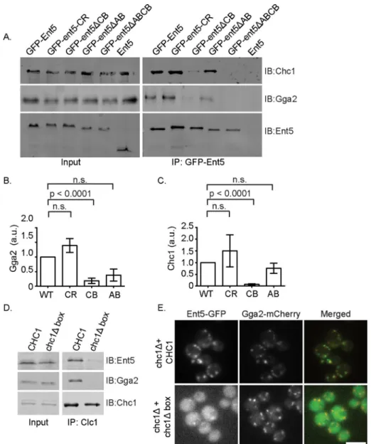 FIGURE 4:  Clathrin is required for maximal interaction of Ent5 with Gga2 and localization of  Ent5 to membranes