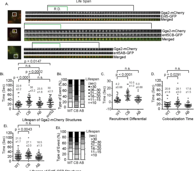FIGURE 5:  Mutation of clathrin-binding or adaptor-binding domains affects the lifespan of Ent5-Gga2 structures and  the timing of the recruitment of Ent5