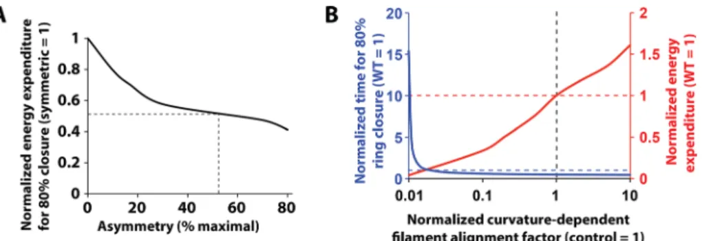 FIGURE 5:  Speed trades off with energy efficiency for cytokinetic furrow ingression. (A) Model  calculation shows that the energy expenditure decreases with the asymmetric factor of furrow  ingression