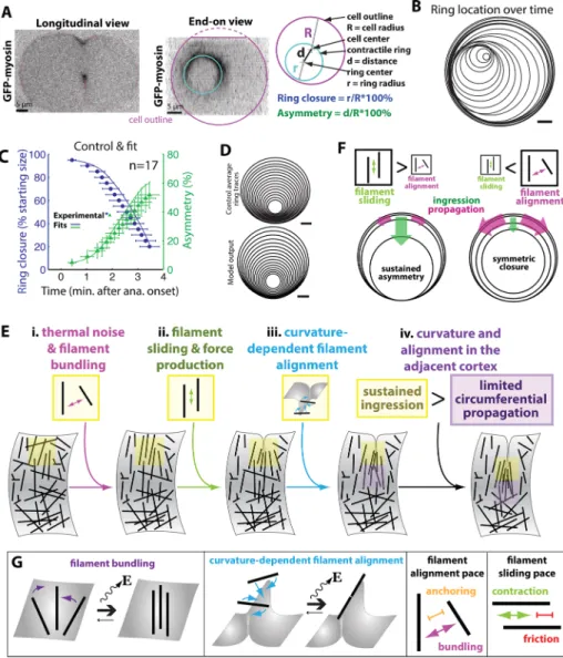 FIGURE 2:  Quantitative analysis of contractile ring kinetics and geometry is recapitulated by the  theoretical model