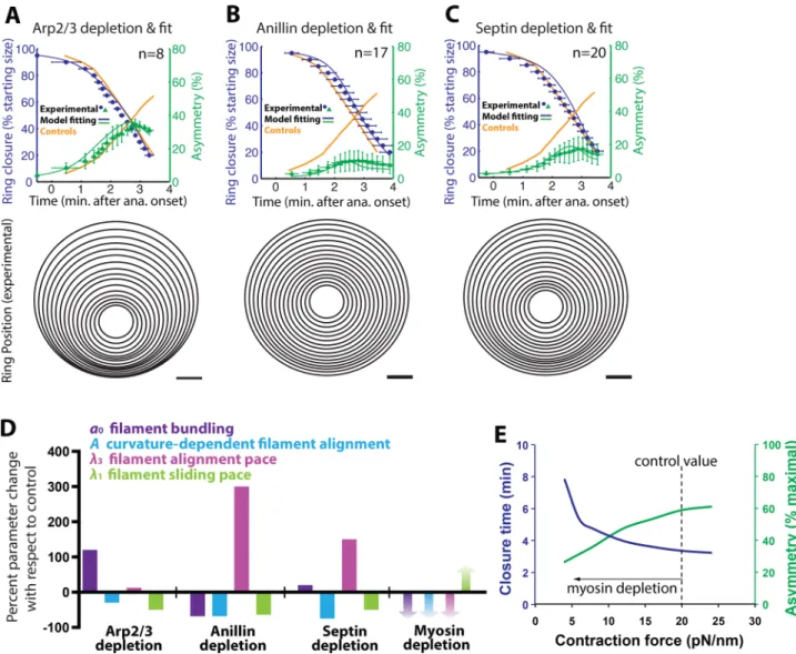 FIGURE 3:  Conserved cytoskeletal components are required for asymmetric furrowing. (A–C) Top, contractile ring  closure kinetics and geometry were measured (points + SD) for C