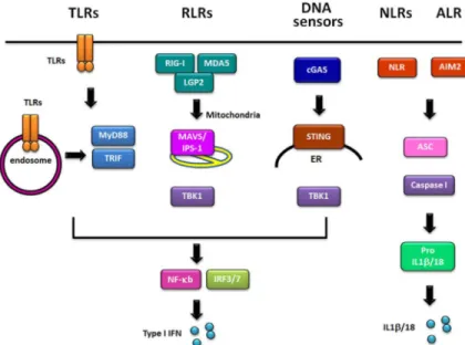 Figure 1. Pattern Recognition Receptors (PRRs) in cells