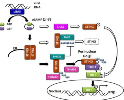 Figure 2. The cGAS-STING dependent DNA sensing pathway