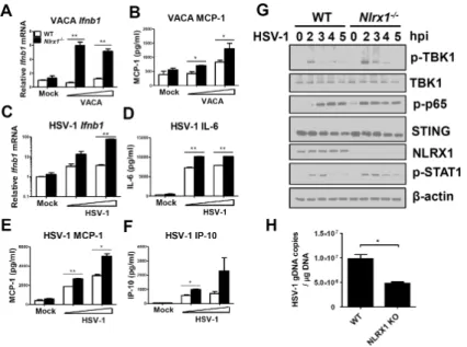 Figure 5. Nlrx1 deficiency causes enhanced innate immune response to DNA virus infection (A and B) WT and Nlrx1 −/−  MEFs were infected with vaccinia virus (VACA) (MOI=1 or 5),  Ifnb transcript (E) and MCP-1 (F) were assessed.