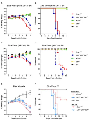 Figure 1. Mice lacking IFN-α/β responses are susceptible to ZIKV disease