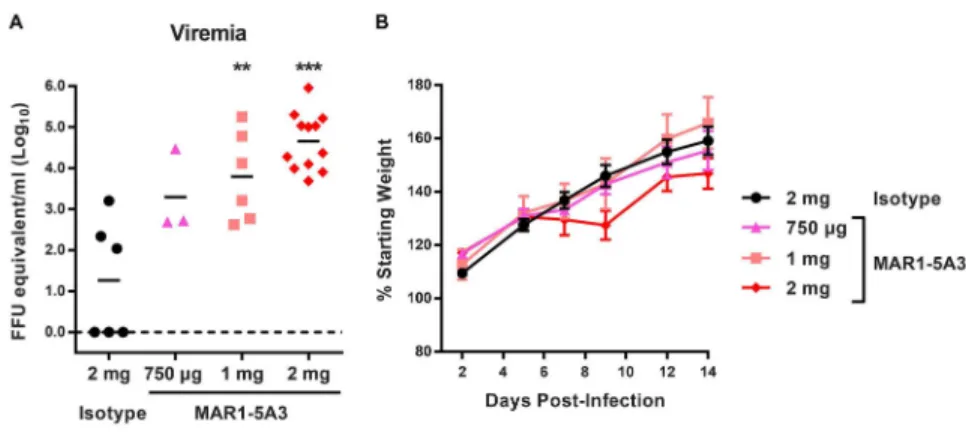 Figure 5. Treatment with an IFNAR1 blocking MAb increases ZIKV viremia in WT mice An IFNAR1-blocking MAb (MAR1-5A3) or isotype control MAb (GIR-208) was 