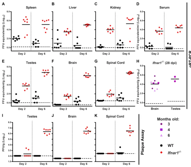 Figure 6. Tissue tropism of ZIKV in WT and Ifnar1 −/−  mice