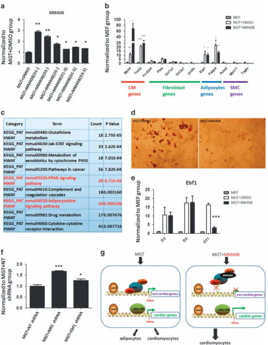 Figure 4 Mll1 inhibitor guided cardiac reprogramming by suppressing ectopic adipocyte related gene expression