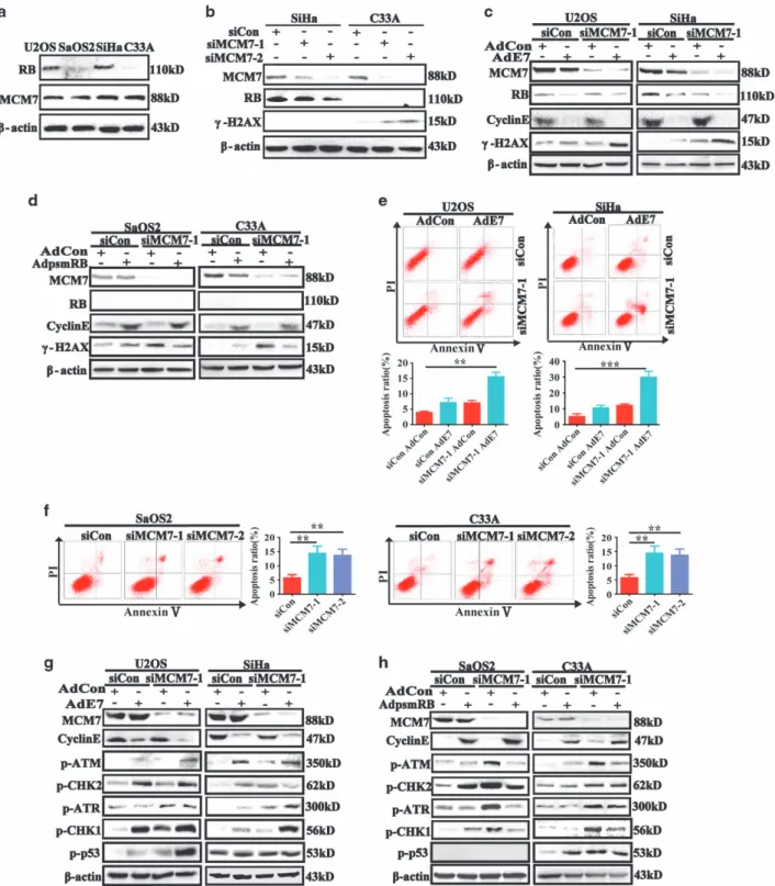 Figure 1 Acute depletion of MCM7 expression induced γ-H2AX expression and apoptosis in RB inactive or deficient tumor cells
