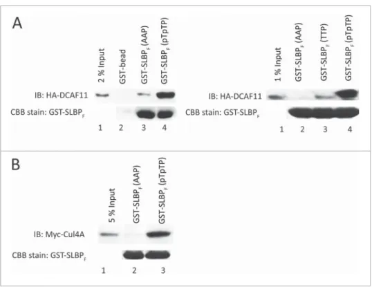 Figure 2. DCAF11 and Cul4A were pulled down by GST-SLBP fragment depending on phosphorylations on Thr 60 and Thr 61