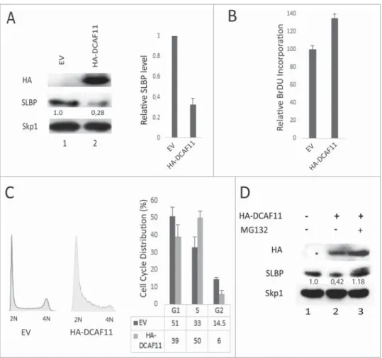 Figure 3. Ectopic expression of DCAF11 induces proteasome mediated degradation of SLBP