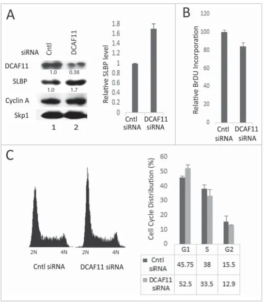Figure 6. Knockdown of DCAF11 induces SLBP expression. (A) HeLa cells were transfected with control (non-targeting) or DCAF11 speci ﬁc siRNA, and collected 48 hrs after transfec- transfec-tion