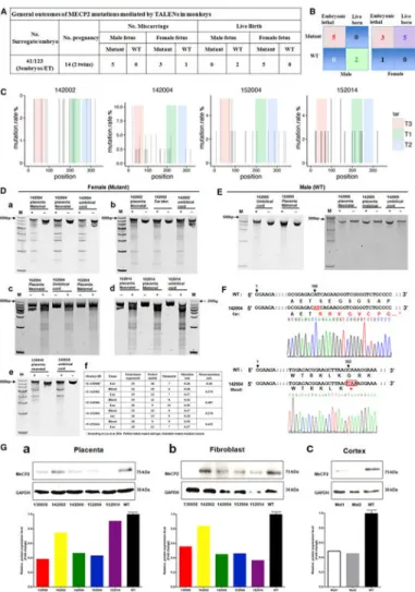 Figure 1. Generation of MECP2 Mutant Cynomolgus Monkeys via TALENs (A) General outcomes of MECP2 mutations mediated by TALENs in monkeys.