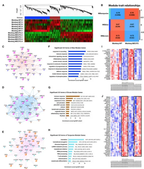 Figure 6. Gene-Network Modules Associated with MECP2 Mutations in Monkeys and Human  via WGCNA