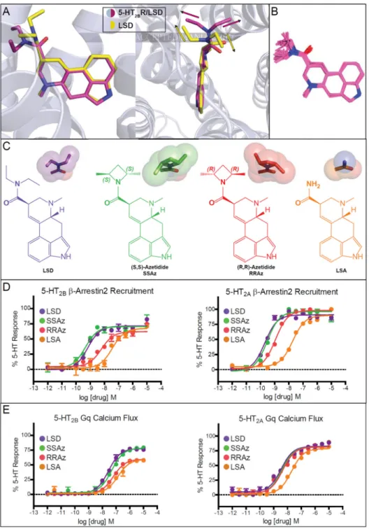 Figure 3. Diethylamide configuration determines LSD pharmacology at 5-HT 2B R and 5-HT 2A R (A) Side and top view of LSD (magenta) bound 5-HT 2B R (light blue) crystal structure  overlaid with small molecule crystal structure of unbound LSD (yellow) highli